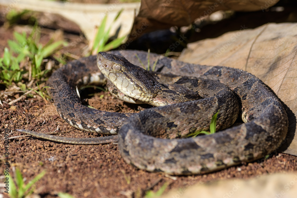 Wild fer de lance in a defensive striking position on the ground of the rainforest in the Carara National Park Wild fer de lance in a defensive striking position on the ground of the rainforest in the Carara National Park