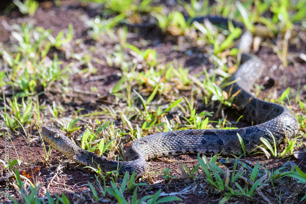 Wild fer de lance in a defensive striking position on the ground of the rainforest in the Carara National Park Wild fer de lance in a defensive striking position on the ground of the rainforest in the Carara National Park