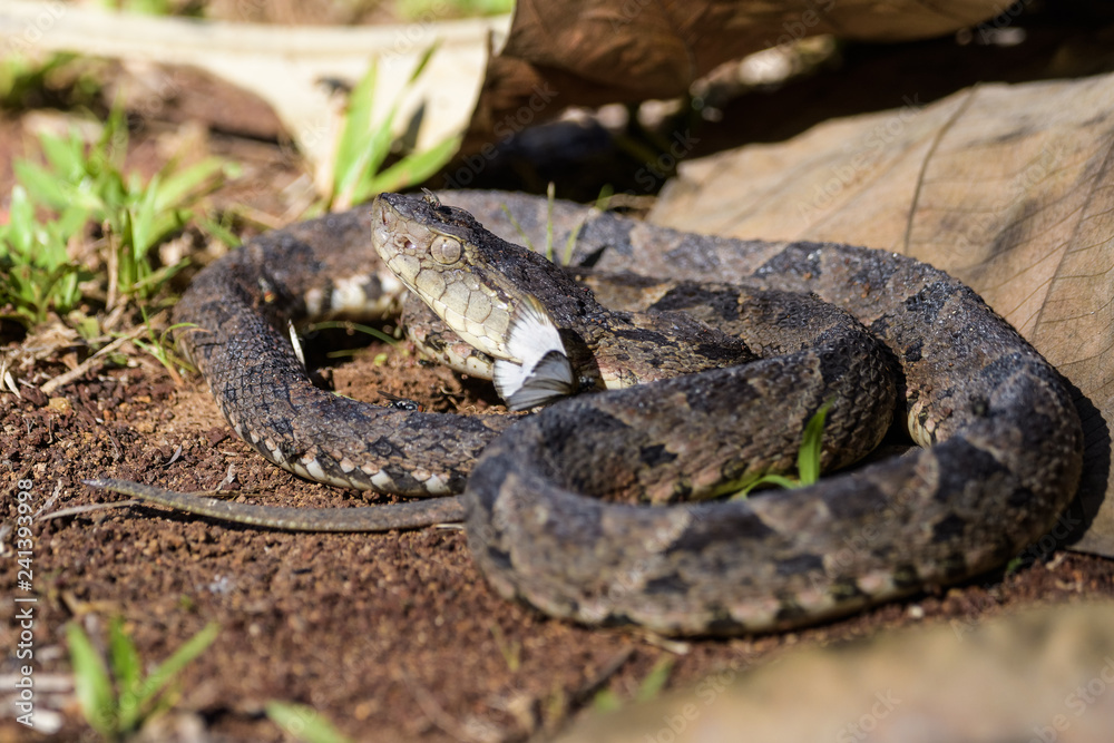 Wild fer de lance with a butterfly and flies on its body in the Carara National Park in Costa Rica Wild fer de lance with a butterfly and flies on its body in the Carara National Park in Costa Rica