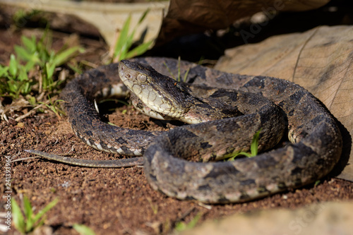 Wild fer de lance in a defensive striking position on the ground of the rainforest in the Carara National Park