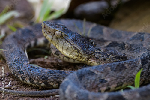 Wild fer de lance in a defensive striking position on the ground of the rainforest in the Carara National Park