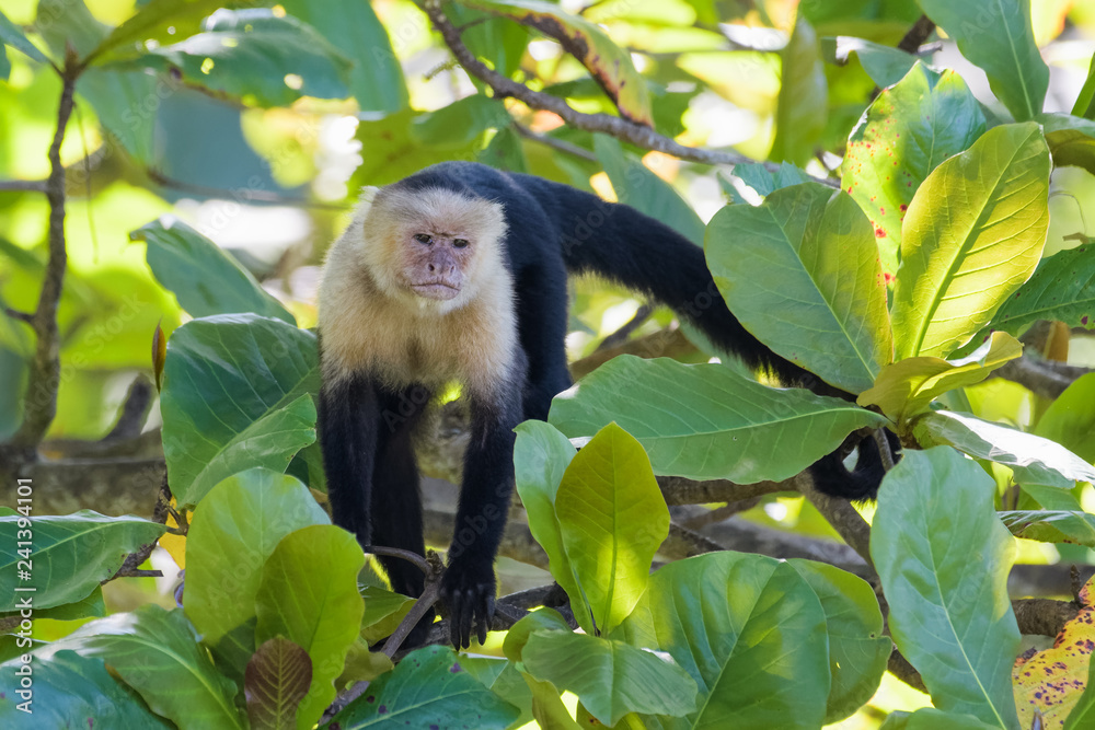 Wild capuchin monkey in an almond tree in the Carara national park in Costa Rica Wild capuchin monkey in an almond tree in the Carara national park in Costa Rica