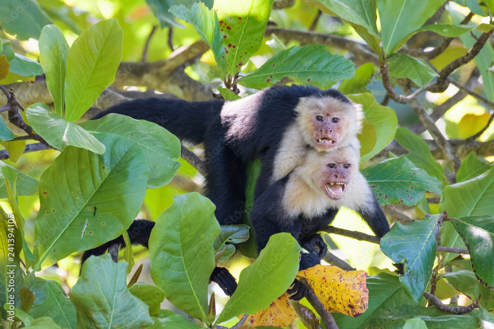 Εκτύπωση καμβά A pair of wild capuchin monkeys mating in an almond tree in the Carara National