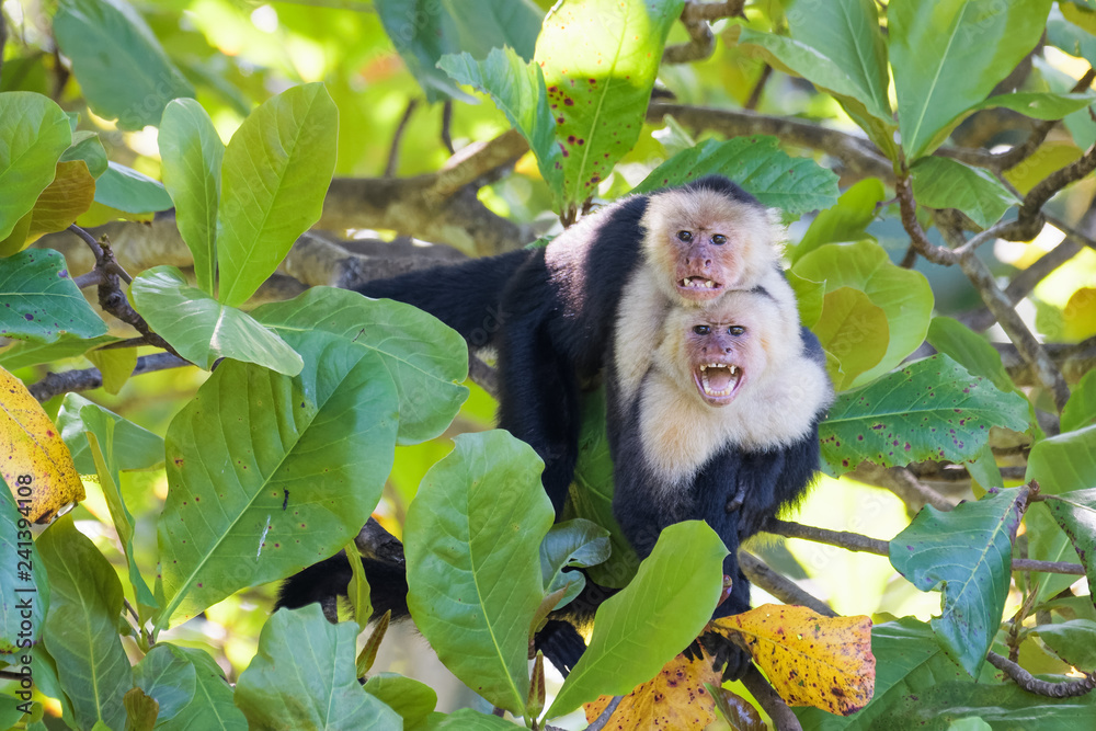 A pair of wild capuchin monkeys mating in an almond tree in the Carara National Park of Costa Rica