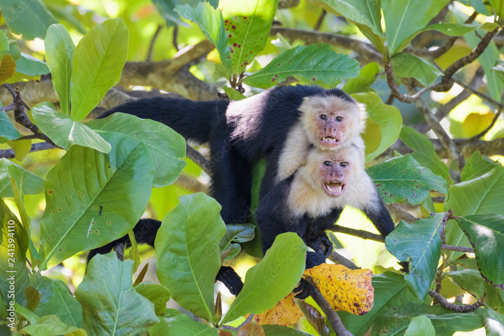 A pair of wild capuchin monkeys mating in an almond tree in the Carara National Park of Costa Rica A pair of wild capuchin monkeys mating in an almond tree in the Carara National Park of Costa Rica