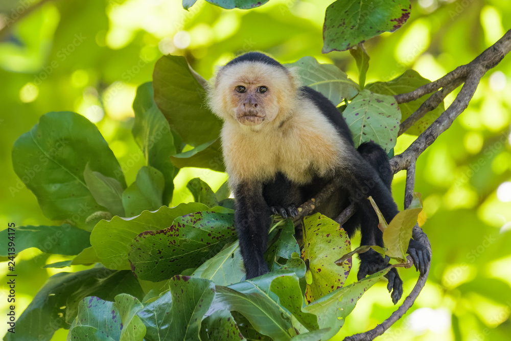Ταπετσαρία Wild capuchin monkey in an almond tree in the Carara national park in Costa Rica