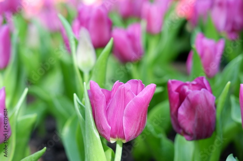 colorful tulip flower background