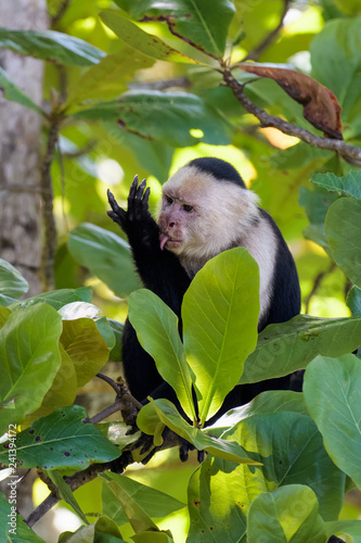 Wild capuchin monkey in an almond tree in the Carara national park in Costa Rica