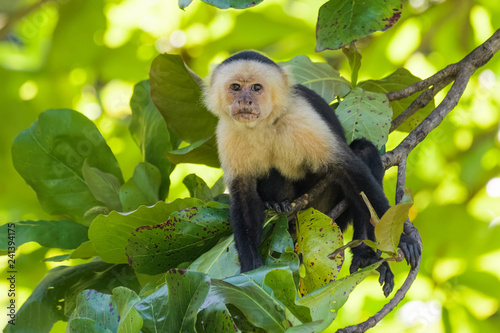 Wild capuchin monkey in an almond tree in the Carara national park in Costa Rica