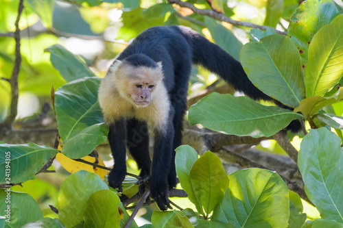 A wild capuchin monkey in an almond tree in the Carara National Park in Costa Rica