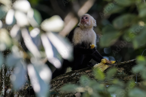 A wild capuchin monkey eating a banana in a tree in the Carara National Park in Costa Rica
