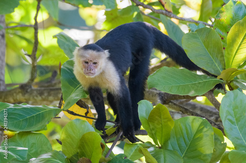 Wild capuchin monkey in an almond tree in the Carara National Park in Costa Rica
