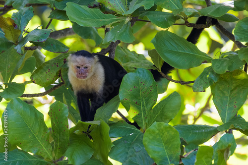 Wild capuchin monkey in an almond tree in the Carara National Park in Costa Rica
