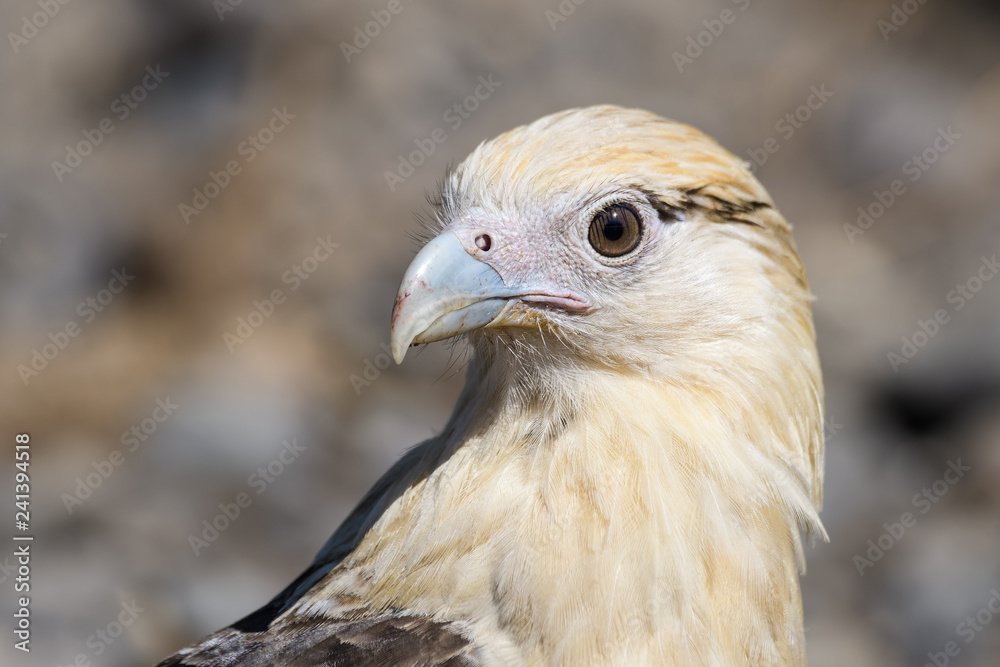 Yellow headed caracara at the Tarcoles river in Costa Rica Yellow headed caracara at the Tarcoles river in Costa Rica