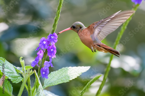 Rufous tailed hummingbird at a flower in the Carara national park in Costa Rica