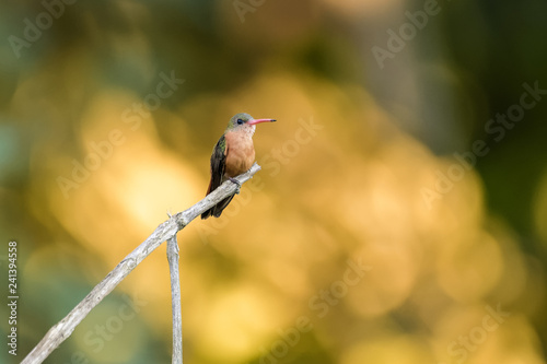 Rufous tailed hummingbird on a branch in the Carara National Park in Costa Rica