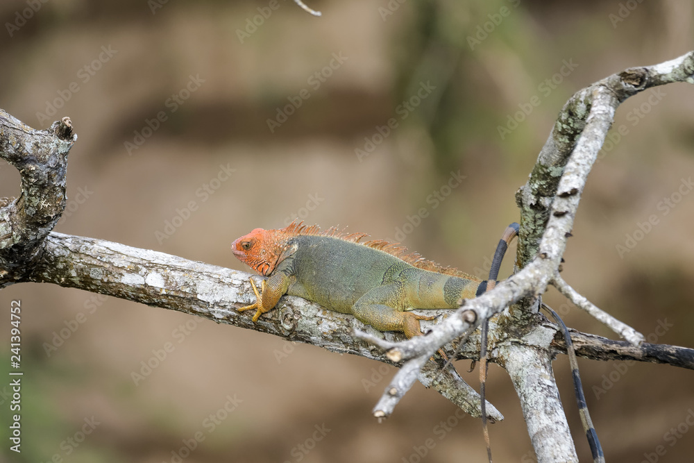 Green iguana in a tree at the Tarcoles river bridge in Costa Rica