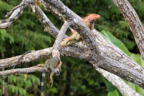 Green iguana in a tree at the Tarcoles river bridge in Costa Rica