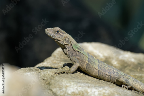Young spiny tailed iguana on a rock in the Carara National Park in Costa Rica