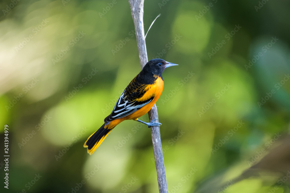 Baltimore oriole in a tree in the Carara National Park in Costa Rica Baltimore oriole in a tree in the Carara National Park in Costa Rica