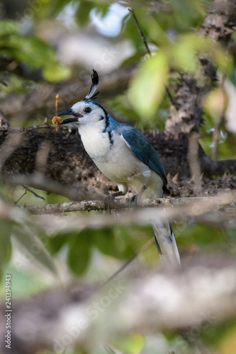 White throated magpie jay in a tree in the Carara National Park in Costa Rica