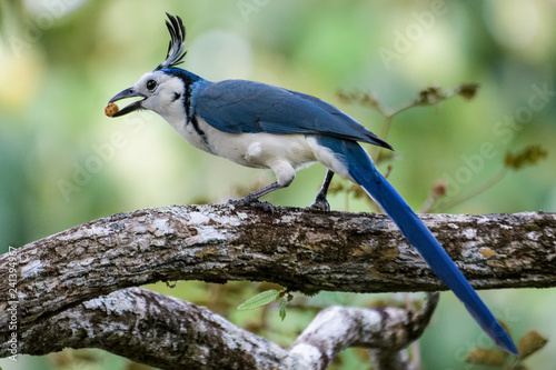 White throated magpie jay in a tree in the Carara National Park in Costa Rica