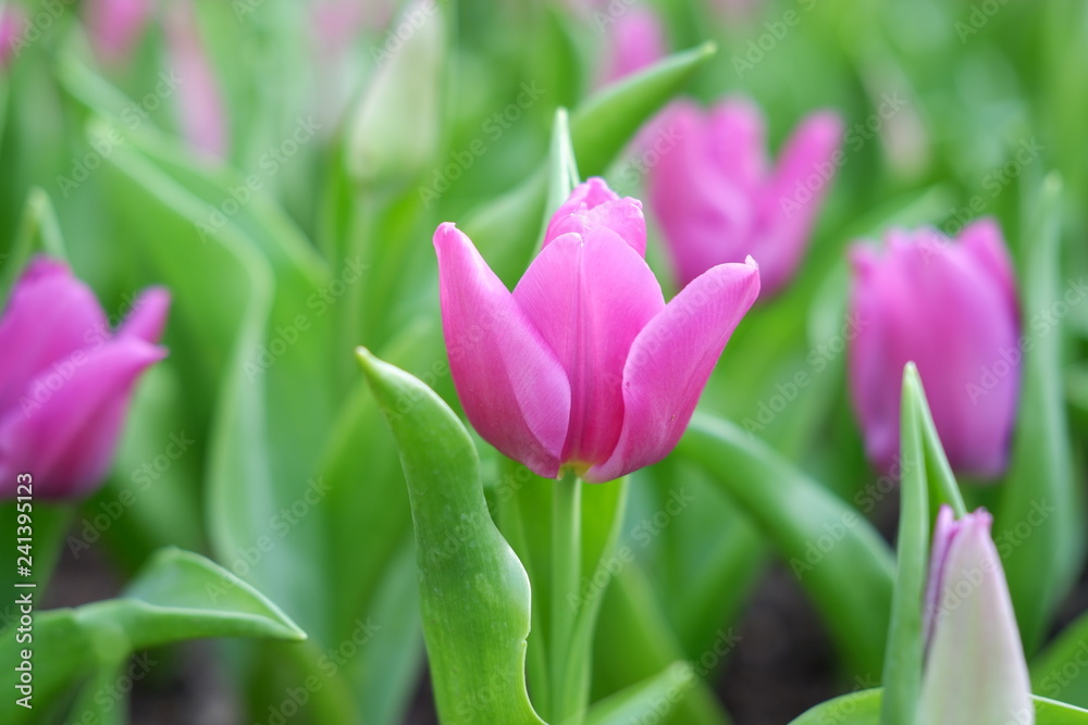 tulip pink color background