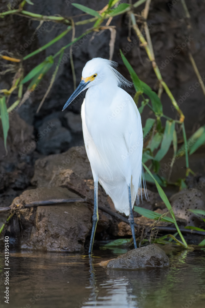 Snowy egret at the Tarcoles river in Costa Rica Snowy egret at the Tarcoles river in Costa Rica