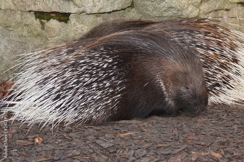 two porcupines sleep together