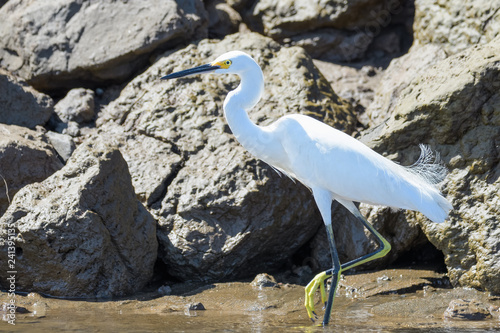 Snowy egret at the Tarcoles river in Costa Rica