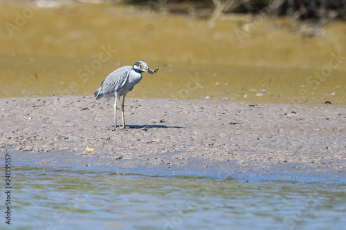 Yellow crowned night heron eating a crab in the mangroves of the Tarcoles river in Costa Rica