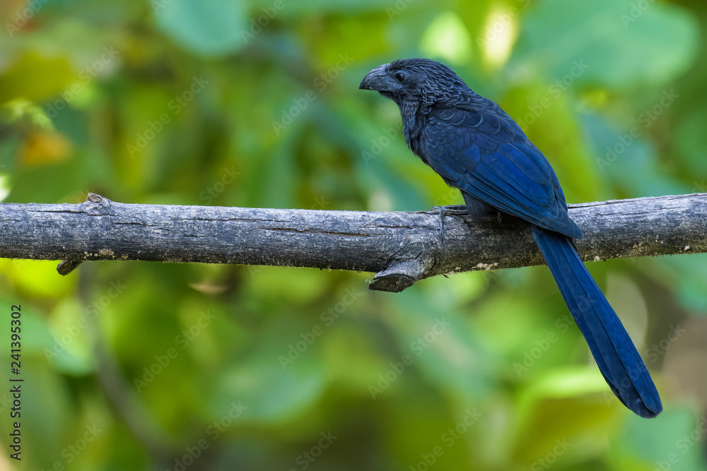 Obraz premium Groove-billed ani in a tree in the Carara National Park in Costa Rica
