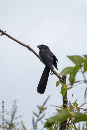Groove-billed ani in a tree in the Carara National Park in Costa Rica