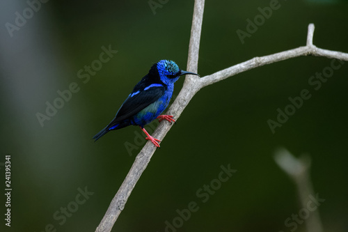 Male red legged honeycreeper in a tree in the Carara National Park in Costa Rica