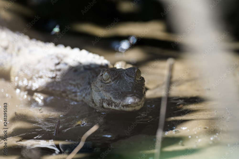 Young american crocodile in the mangroves of the Tarcoles river in Costa Rica Young american crocodile in the mangroves of the Tarcoles river in Costa Rica
