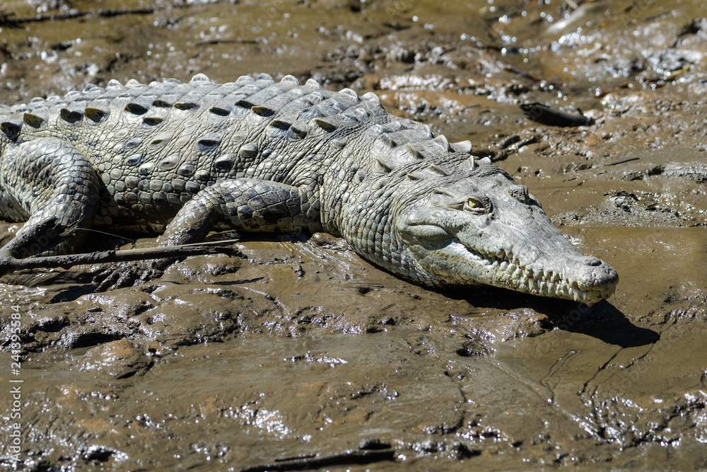 Young american crocodile in the mangroves of the Tarcoles river in Costa Rica Young american crocodile in the mangroves of the Tarcoles river in Costa Rica