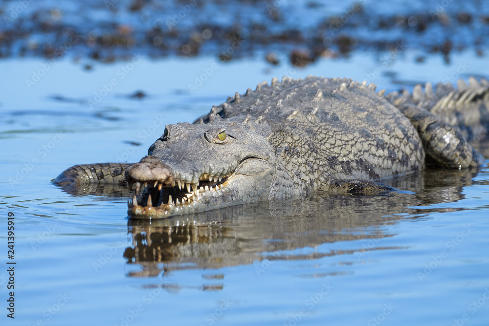 American Crocodile in the Tarcoles River in Costa Rica American Crocodile in the Tarcoles River in Costa Rica