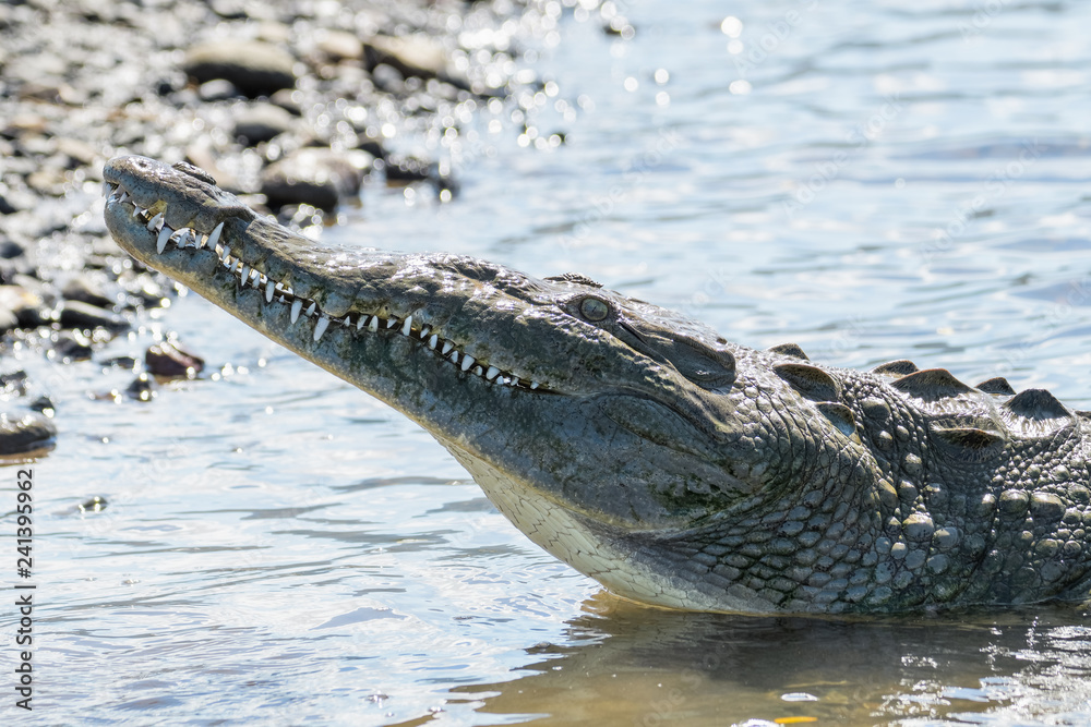 Fototapeta premium American Crocodile in the Tarcoles River in Costa Rica