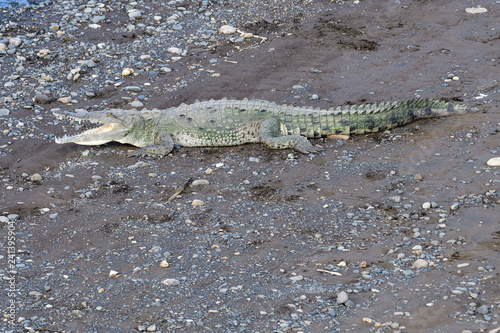 American crocodile sunbathing underneath the Tarcoles Bridge in Costa Rica