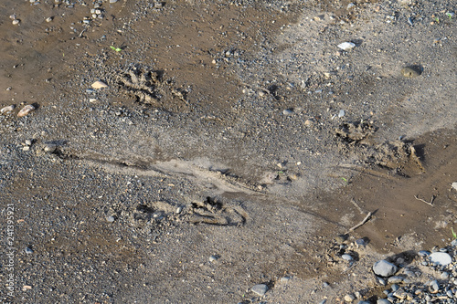 American Crocodile footprints in the sand in the Tarcoles river in Costa Rica