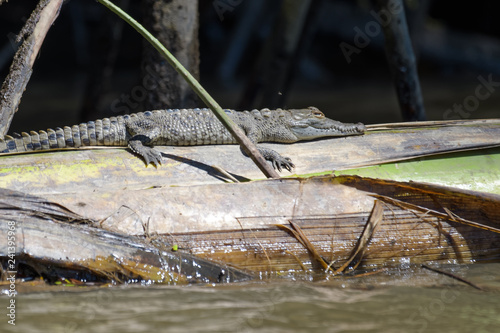 Fotografie American crocodile hatchling on a dead banana plant in the Tarcoles River in Cos
