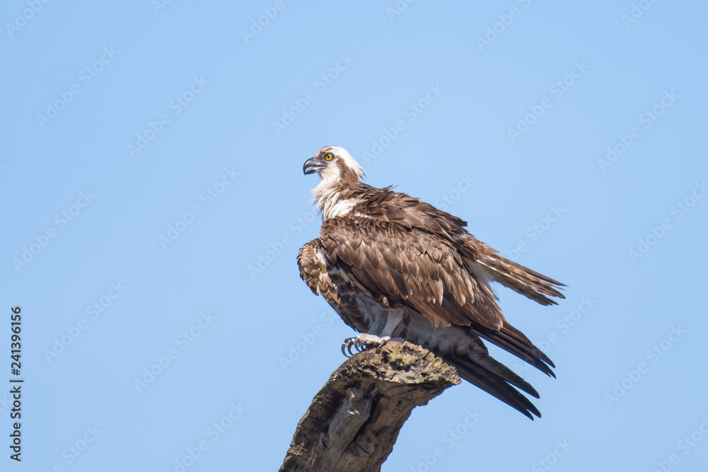 Osprey sitting on a dead tree above the Tarcoles river in Costa Rica Osprey sitting on a dead tree above the Tarcoles river in Costa Rica