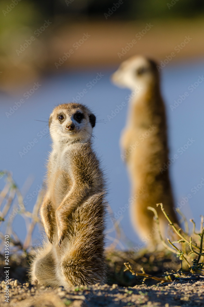 Fototapeta premium Meerkat or suricate (Suricata suricatta). Kalahari. South Africa