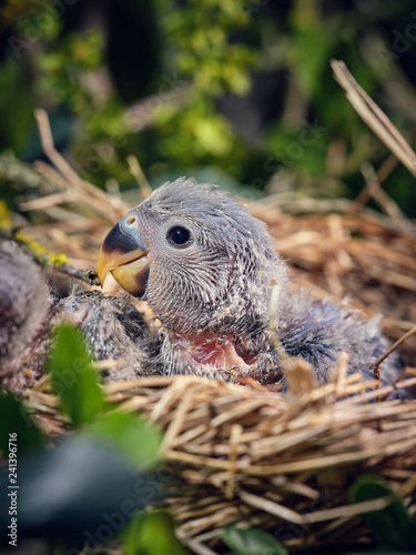 Lovebird hatchlings in nest photo