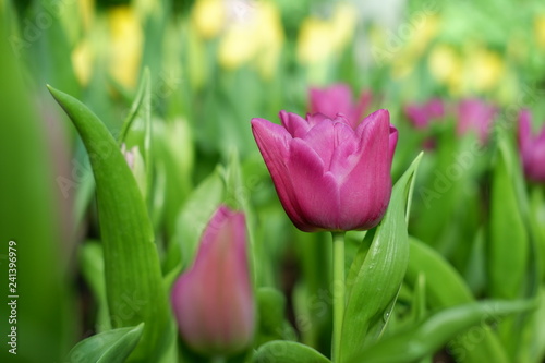 tulip pink color background