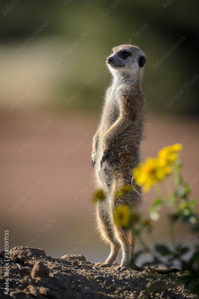 Fototapeta premium Meerkat or suricate (Suricata suricatta). Kalahari. South Africa