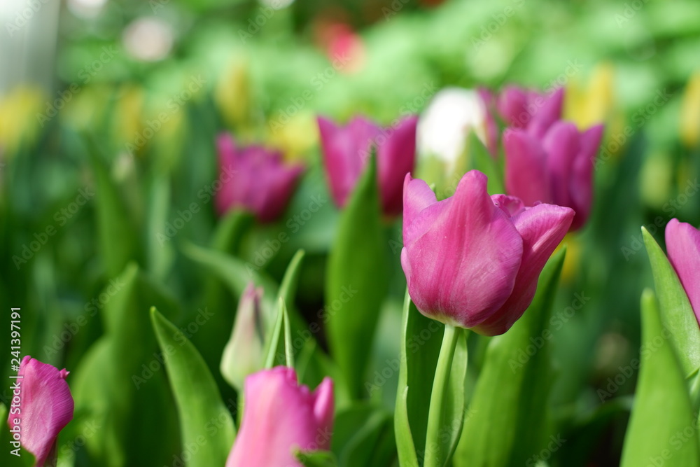 tulip pink color background