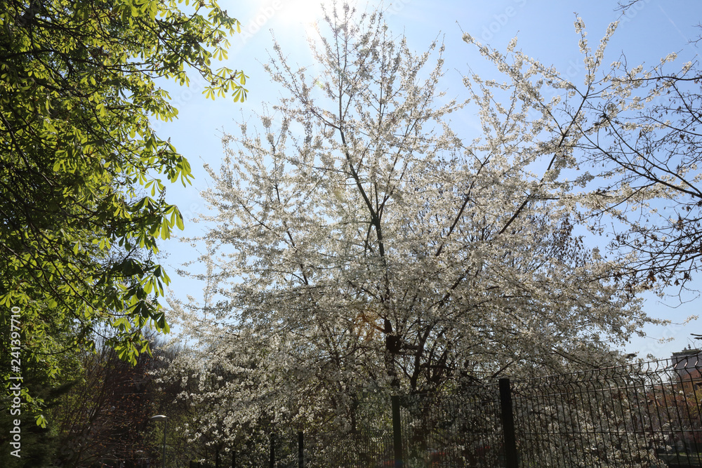 A big tree with bare branches covered with white flowers and buds during a sunny spring day with blue sky in Allea park in Novara, Piedmont, Italy A big tree with bare branches covered with white flowers and buds during a sunny spring day with blue sky in Allea park in Novara, Piedmont, Italy