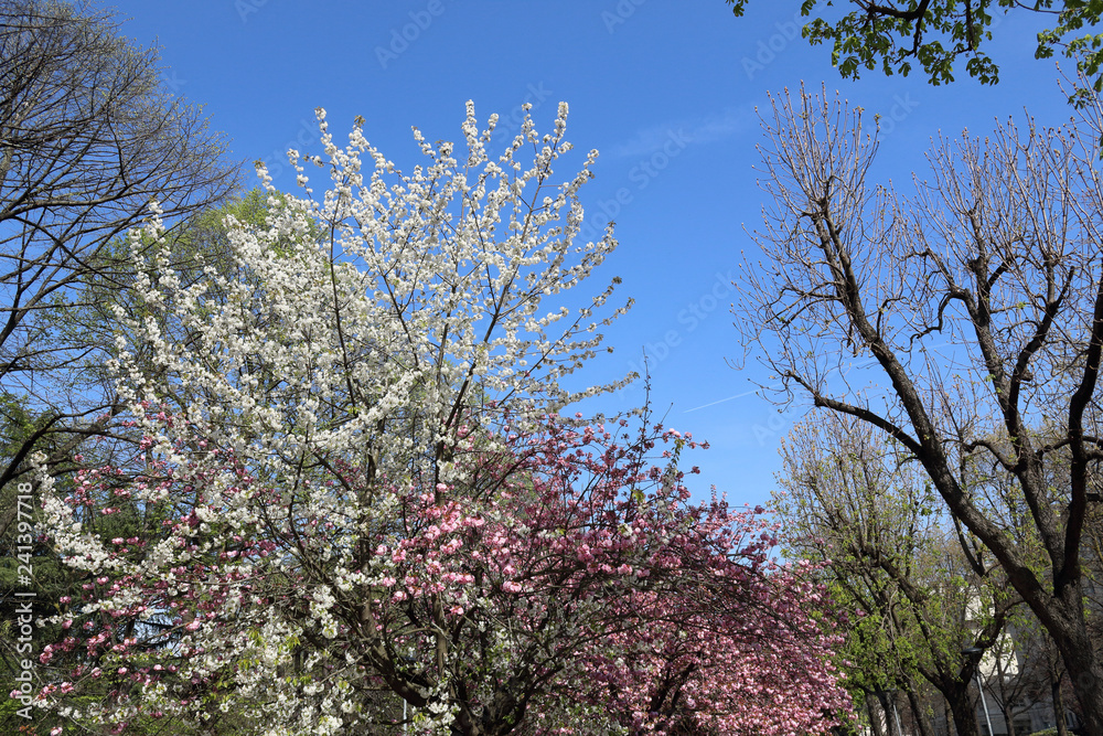 Bare branches with rose and white flowers and buds during spring in front of a high tree with green leaves in Allea Park in Novara, Piedmont, Italy Bare branches with rose and white flowers and buds during spring in front of a high tree with green leaves in Allea Park in Novara, Piedmont, Italy