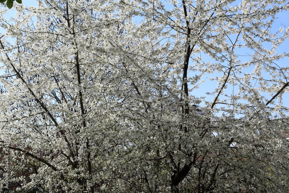 A big tree with bare branches covered with white flowers and buds during a sunny spring day with blue sky in Allea park in Novara, Piedmont, Italy A big tree with bare branches covered with white flowers and buds during a sunny spring day with blue sky in Allea park in Novara, Piedmont, Italy